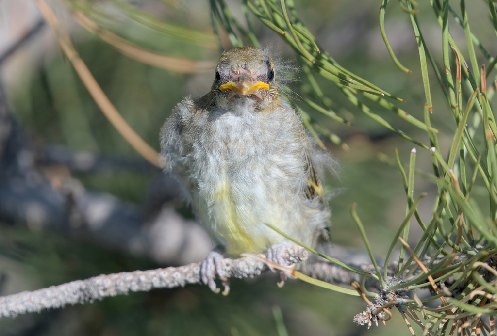 Western Tanager
