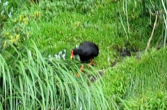 Gough Moorhen photo 2