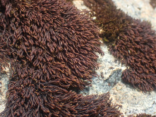 Andreaea nivalis