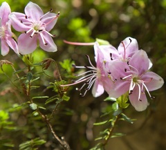 Rhodothamnus chamaecistus