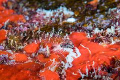Hawaiian Blackhead Triplefin photo 4