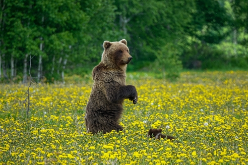 Brown Bear