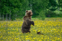 Brown Bear photo 5