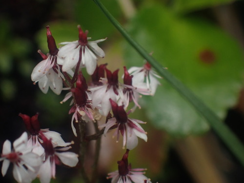 Image of Micranthes nelsoniana by no rights reserved