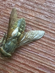 Tabanomorpha