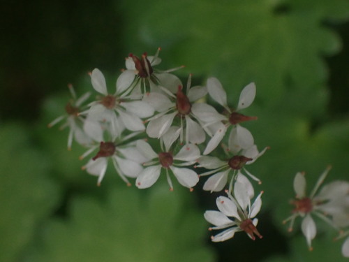 Image of Micranthes nelsoniana by no rights reserved