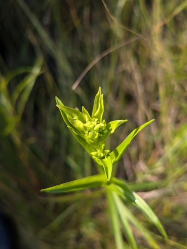Image of Riddell's Goldenrod (Solidago riddellii) by (c) Skyler Principe, some rights reserved (CC BY)