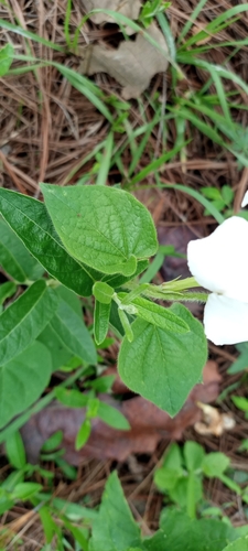Image of Mandevilla hypoleuca by (c) Carlos Martínez, some rights reserved (CC BY)
