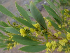 Acacia quornensis