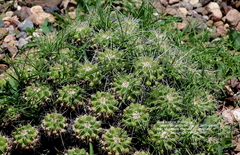 Mammillaria compressa