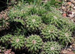 Mammillaria compressa