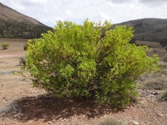 Acacia quornensis