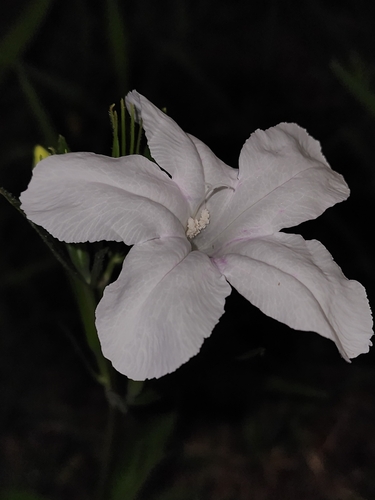 nightflowering ruellia (Ruellia noctiflora)