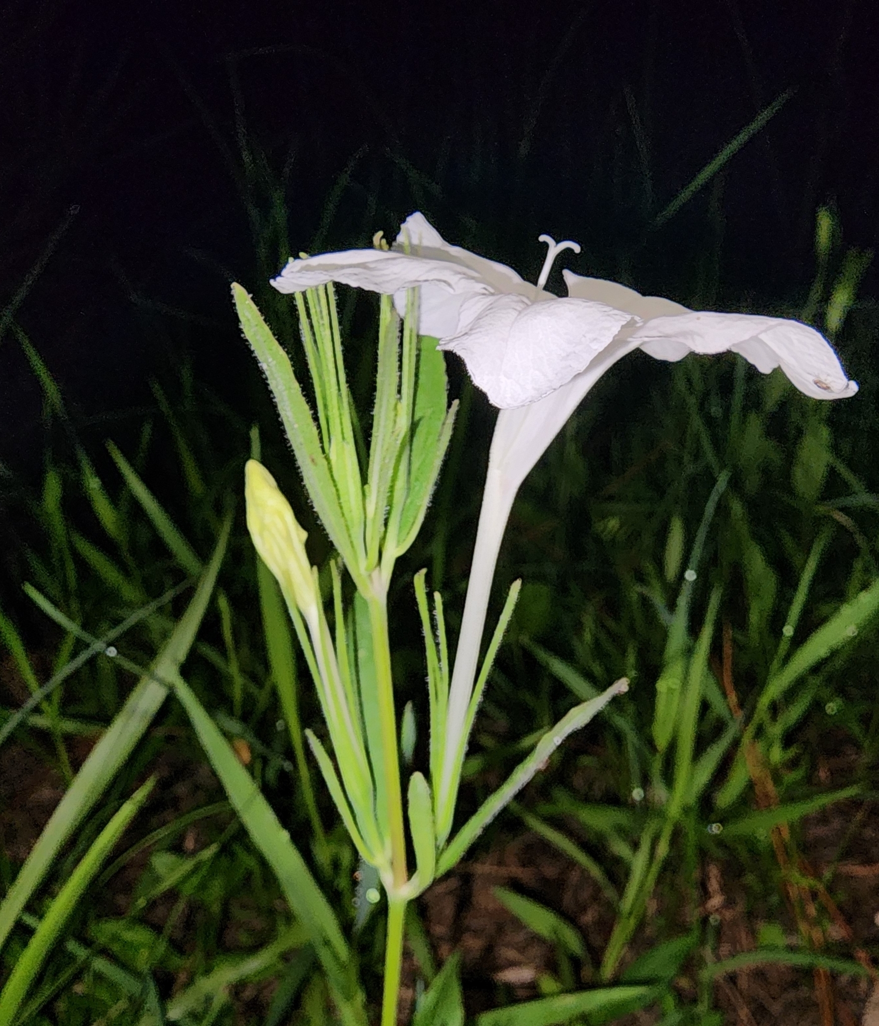 Ruellia noctiflora