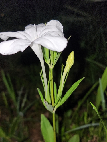 Image of Nightflowering Ruellia (Ruellia noctiflora) by (c) Scott Allen Davis, some rights reserved (CC BY)
