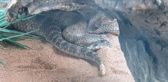 Acanthophis antarcticus