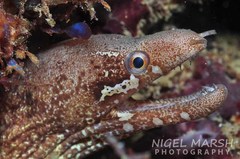 Gymnothorax zonipectis
