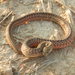 Small-banded Kukri Snake - Photo (c) jamesmifan, some rights reserved (CC BY-NC), uploaded by jamesmifan
