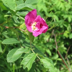 Rosa davurica