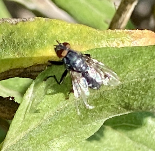iNaturalist observation photo of Blow Flies