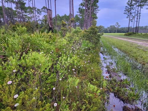 Image of Marshallia graminifolia by (c) Scott Allen Davis, some rights reserved (CC BY)