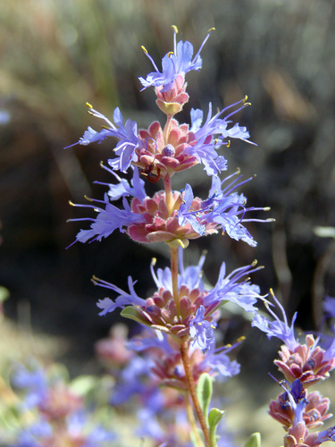 Dorr's Sage