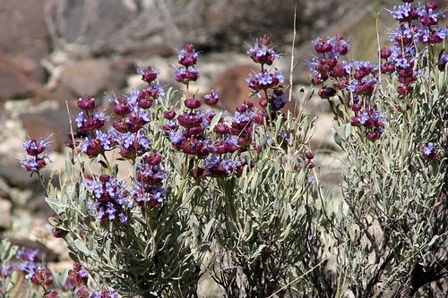 Dorr's Sage