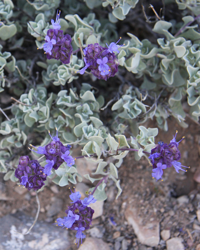 Dorr's Sage