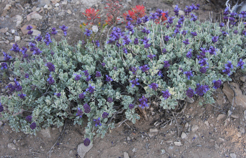 Dorr's Sage