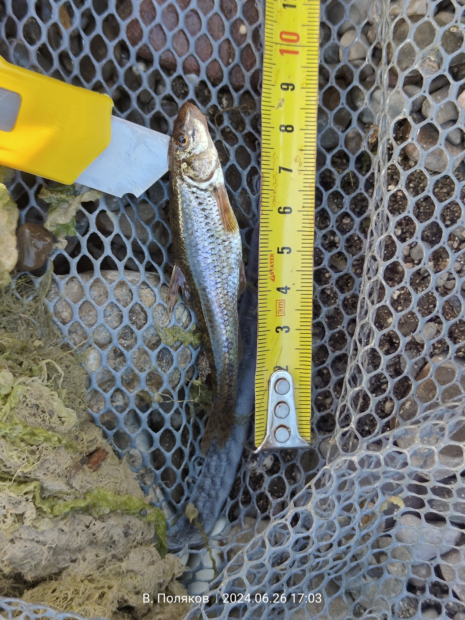 Salgir Gudgeon photo 2