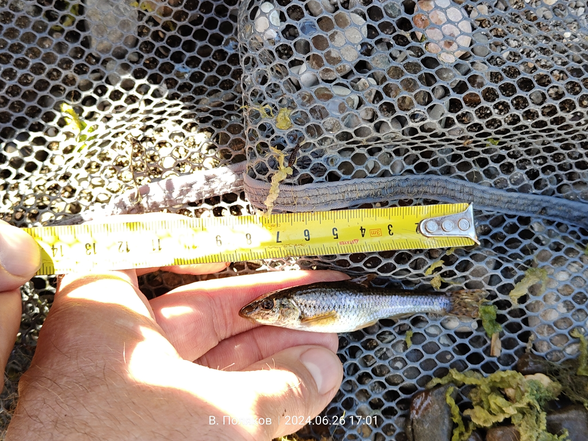 Salgir Gudgeon photo 3