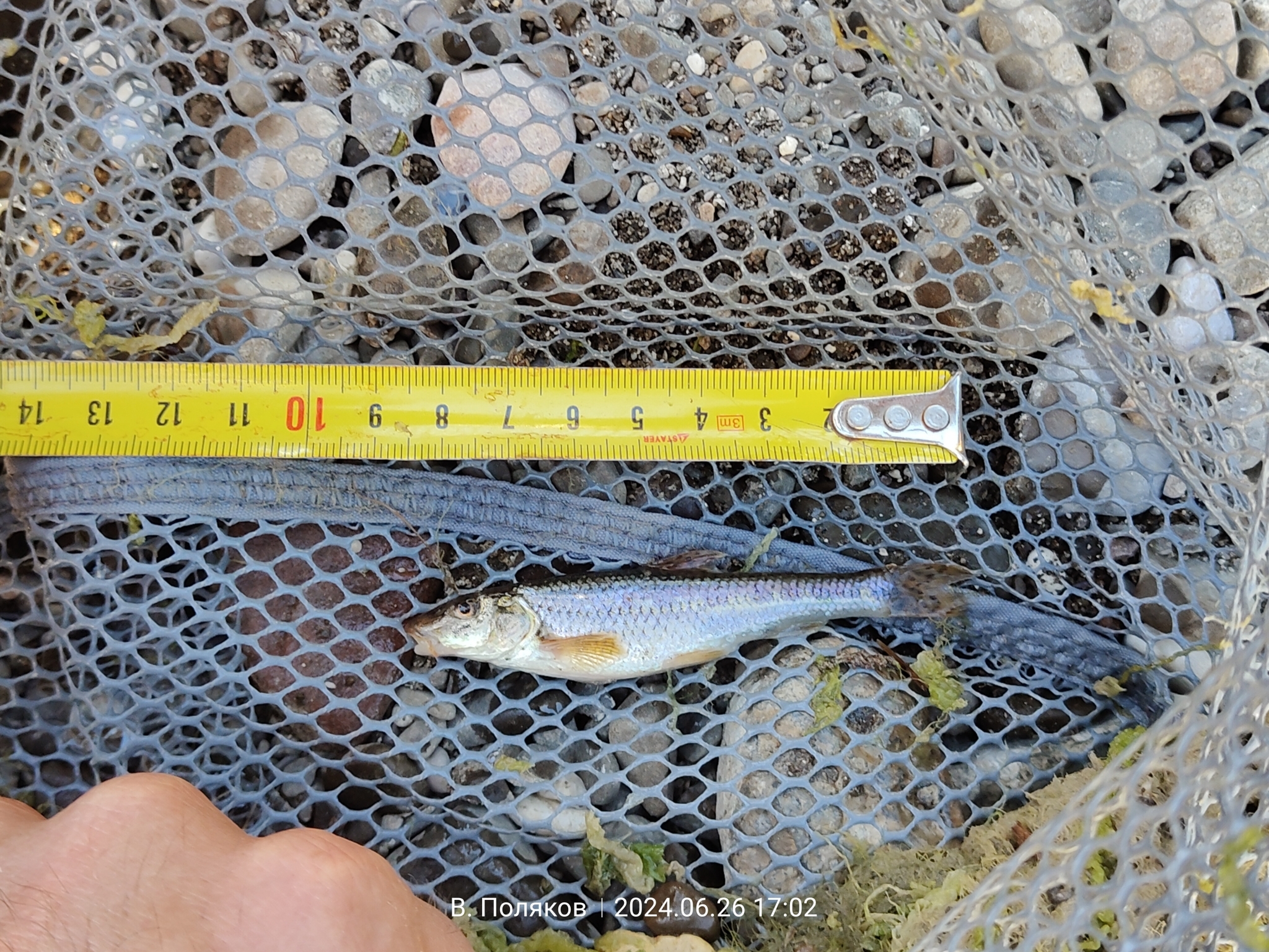 Salgir Gudgeon photo 4