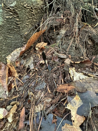 Geoglossum