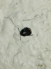 Legnotus limbosus