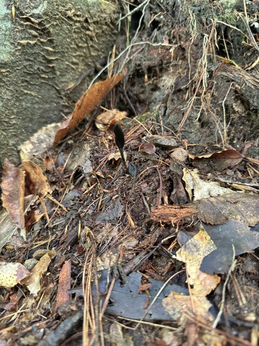 Geoglossum (Photo 2 of 6)