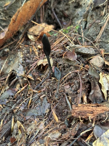 Geoglossum (Photo 3 of 6)