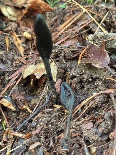 Geoglossum (Photo 4 of 6)