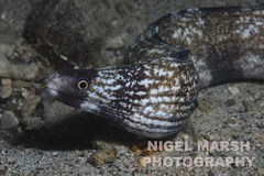 Gymnothorax enigmaticus