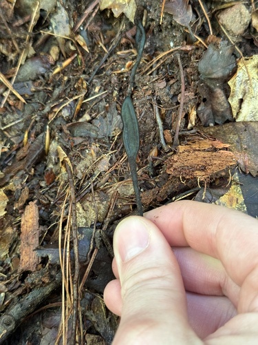 Geoglossum (Photo 5 of 6)