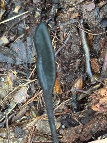 Geoglossum (Photo 6 of 6)