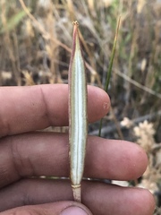 Calochortus striatus