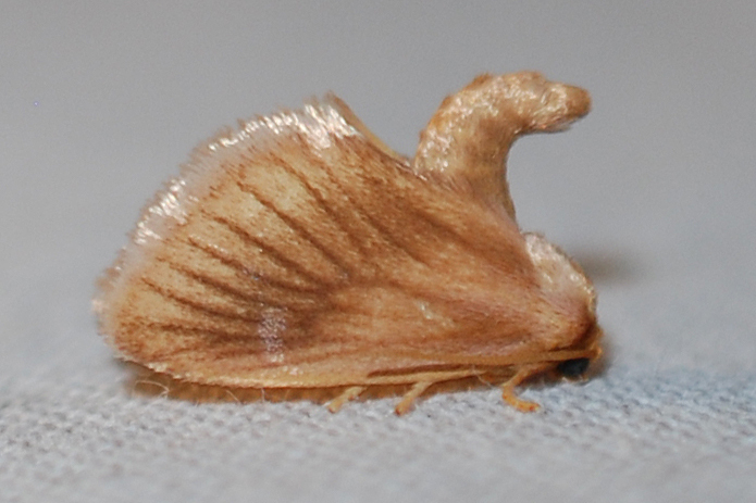Early Button Slug Moth