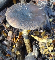 Amanita nigrescens