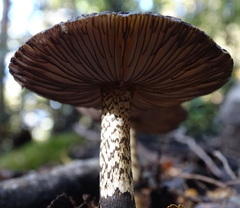 Amanita nigrescens