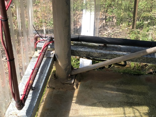 Common Tree Snake sighting