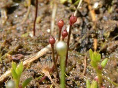 Utricularia simmonsii