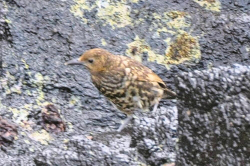 iNaturalist image