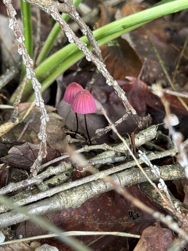 Marasmius pulcherripes