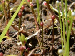 Utricularia simmonsii