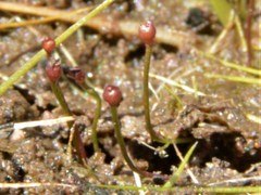 Utricularia simmonsii